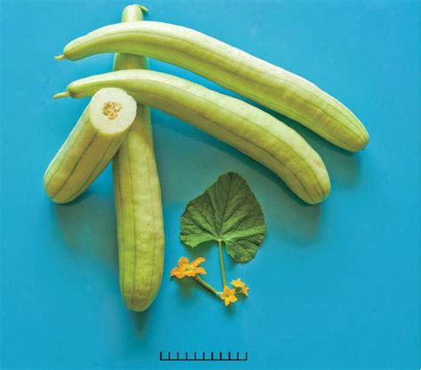 白瓤西瓜是什么品种,西瓜有白心吗,50种西瓜的图片及名称(第4页)_大山谷图库