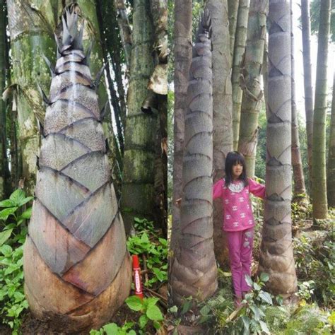 竹子和树一样高大，却属于草本植物，最大竹子水桶般粗，就在云南