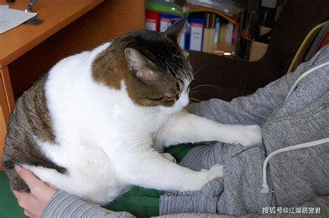 猫咪踩奶原因 – 中国宠物网