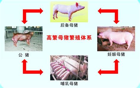 高产母猪六阶段生产管理技术_养猪技术_猪场动力网