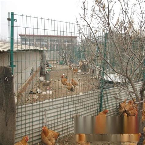 散养土鸡围栏网施工方案_让您在同行中脱颖而出www.laiyongfei.com