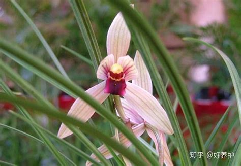 名贵兰花品种有哪些（十大名贵兰花） - 花百科