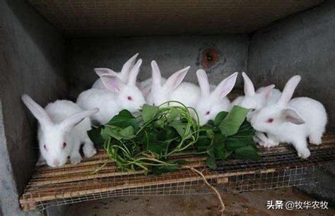 兔子怎么养（新手养兔需要注意什么？） | 说明书网