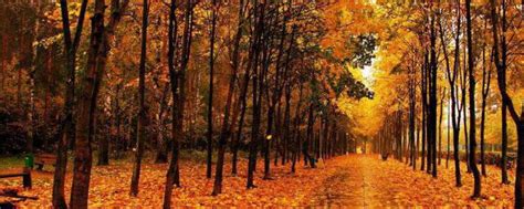 我喜欢秋天的概念文字的创意成分和黑色背景叶子的心脏高清图片下载-正版图片504640129-摄图网