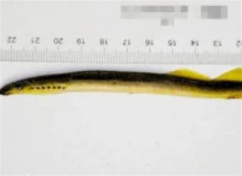 海七鳃鳗(Petromyzon marinus) - 鱼类资料库
