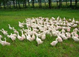 早春养鹅快速育肥，畜禽、水产分散养猪风险，家庭生态农场前景广_养殖一点通