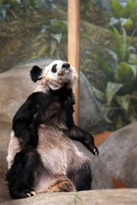 日本出生大熊猫香香回国再延期 - 天奇生活