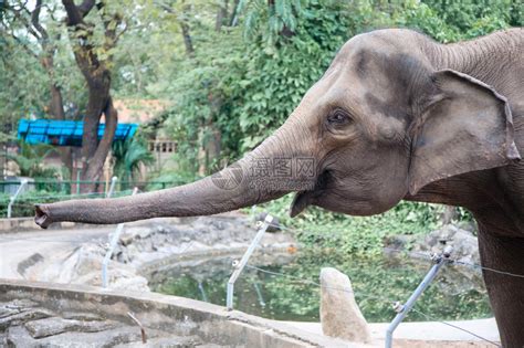 动物园里的大象高清图片下载-正版图片506986799-摄图网