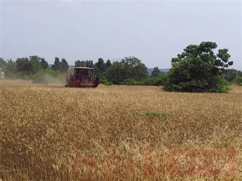 河南麦收进程过半 已收获小麦4410万亩_凤凰网视频_凤凰网