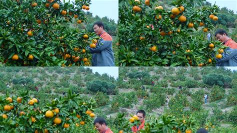 农业果园水果,其它,自然风景,摄影素材,汇图网www.huitu.com