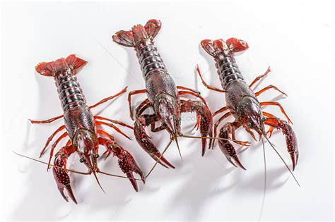 养殖小龙虾不想过多投入，怎么喂才能长得又快又大？