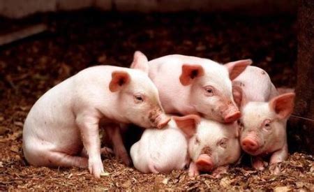 猪场常备4大养猪“神器”，干起活来能事半功倍，你家有吗？