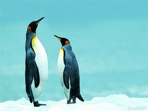 世界企鹅日：这些企鹅风靡全球，你知道它们真正的名字吗？_澎湃号·湃客_澎湃新闻-The Paper