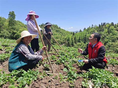 夏河县切实加强田间管理促进农作物生长确保农业丰产增收 @ 甘肃三农在线