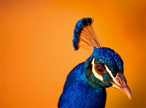 孔雀 蓝色 羽毛 鸟 动物图片免费下载 - 觅知网