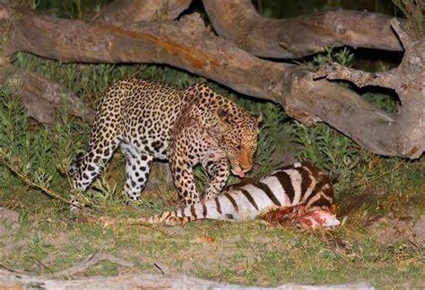 饥饿的2只鬣狗，为了偷吃豹子树上的食物，也是够拼的_新浪新闻
