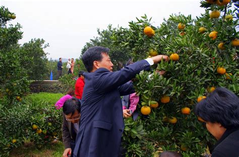 南昌周边采摘橘子的地方_旅泊网