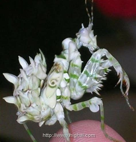 世界上最美丽的螳螂：兰花螳螂外形像兰花，颜值超高_巴拉排行榜