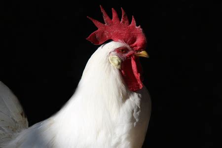 不同国家的公鸡为什么都是同一个叫声？|公鸡|语系|叫声_新浪新闻