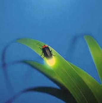 十大会发光动物排行榜 萤火虫上榜，第九是最迷人的海洋生物之一_排行榜123网