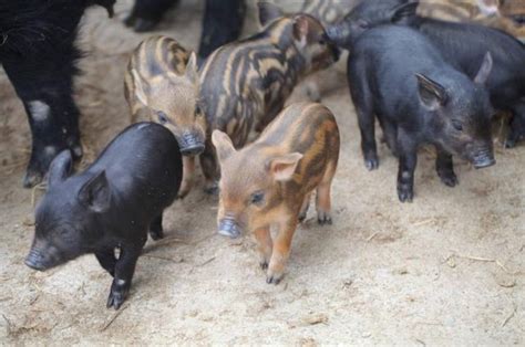 野猪和家猪杂交的猪叫什么，附野猪的养殖方法-农百科