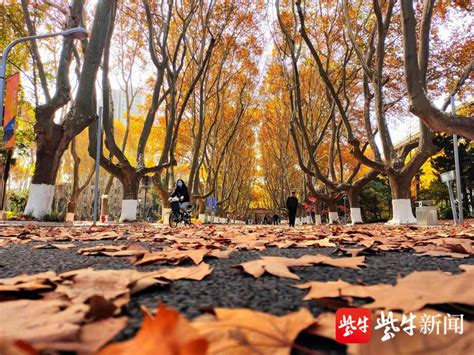 【扬子晚报网】南京最人文的梧桐大道，又到一年最美时！