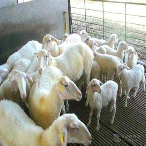 “羊二代”的“养羊经” ——专访晋州市中刚养殖场老板韩中刚-河北畜牧网|畜牧业信息分享平台