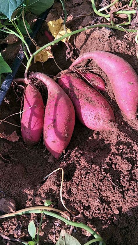 地瓜（红薯）盆景养护-养护管理-盆景艺术网
