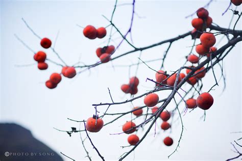 秋天，树上挂满了成熟的红柿子照片摄影图片_ID:304602672-Veer图库