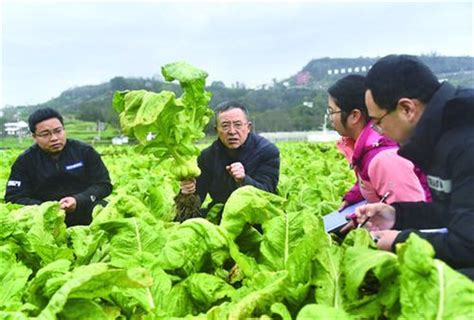 【我和青菜头的故事】一粒种子的坚守_重庆市涪陵区人民政府