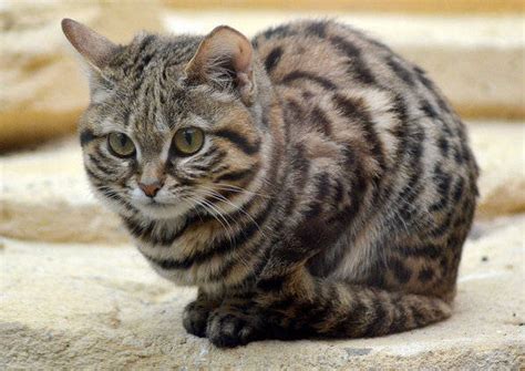 黑足猫，是地球上最小型的野生猫科动物之一！|猫|地球|猫科动物_新浪新闻