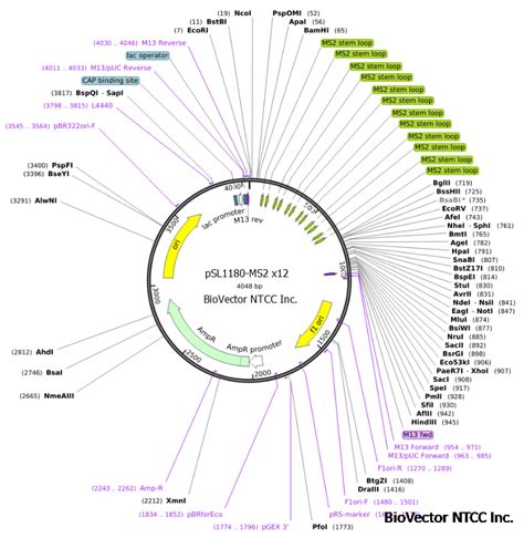 pSL1180-MS2 x12原核表达质粒-BioVector NTCC质粒载体菌种细胞蛋白抗体基因保藏中心 - Biovector质粒载体 ...