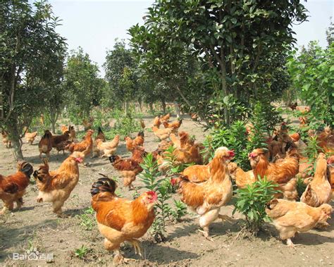春季林地养鸡注意这四点，鸡群健康生长有保障！-农技学堂 - 惠农网
