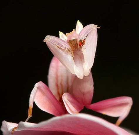 兰花螳螂是螳螂目中最漂亮的一种，会随着花色调整身体的颜色_凤凰网视频_凤凰网