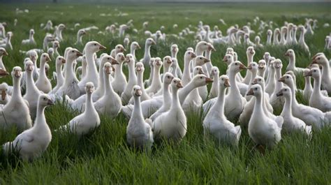 鹅的养殖方法，根据不同的生育期选择不同的方法 - 农敢网