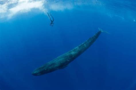 与鲸共舞 深蓝巨兽，我能离多近？ | 中国国家地理网