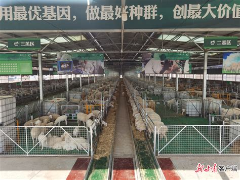 平遥县华春肉牛养殖有限公司肉牛繁育基地实现区域肉牛年出栏1万余头