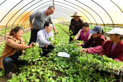 安徽安庆：“田管家”蔬菜大棚授农技-人民图片网