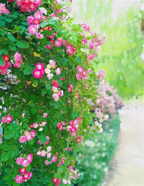 小院里的蔷薇时光