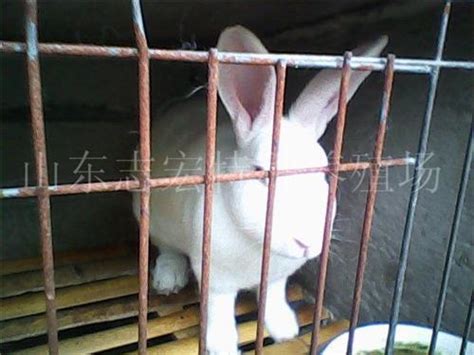 獭兔—獭兔品种—獭兔价格—獭兔繁殖率_中科商务网