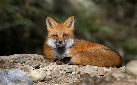 公园乡村哺乳狐狸高清图片下载-正版图片600272946-摄图网