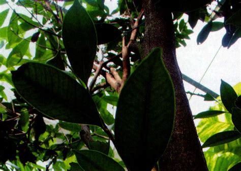 【洋蒲桃摄影图片】华南植物园生态摄影_爱摄影的益力多_太平洋电脑网摄影部落