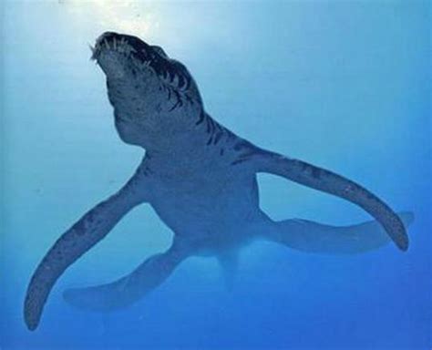 远古十大海洋凶猛巨兽排名 灭绝的恐怖海洋生物有哪些_奇象网
