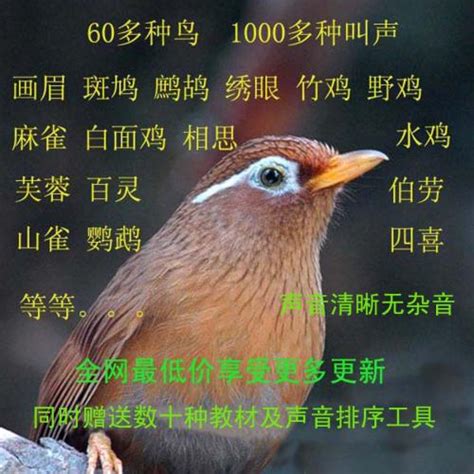 鸟类的资料-鸟类知识的资料