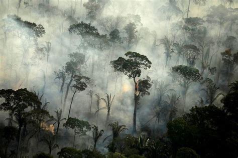 Bảo vệ rừng Amazon-lá phổi xanh của Trái đất - Báo Nhân Dân