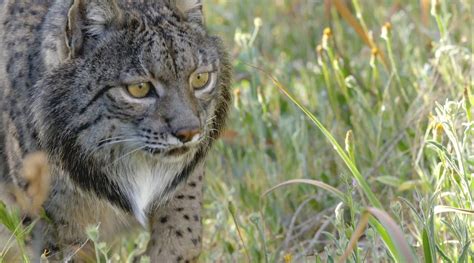 伊比利亚猞猁重归野外 Iberian Lynx back to the Wild_新浪新闻