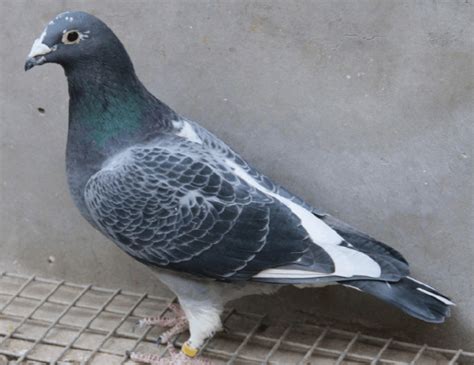 中国常见的观赏鸽品种 图片及简介