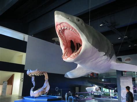 摄影师无防护近距离拍摄大白鲨 展现惊悚瞬间|文章|中国国家地理网