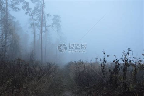 在森林里过夜后的晨雾高清图片下载-正版图片504431032-摄图网