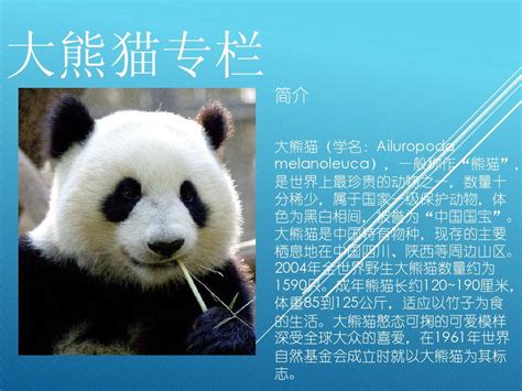 国宝大熊猫作文三年级说明文(精选30篇)Word模板下载_编号lexdrkor_熊猫办公